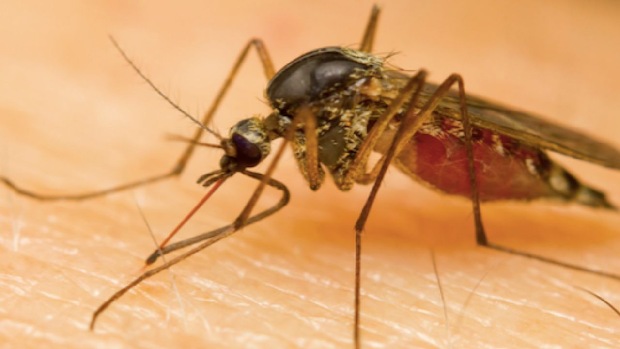 This Florida City Has Been Ranked the Most Mosquito-Infested Cities in the US