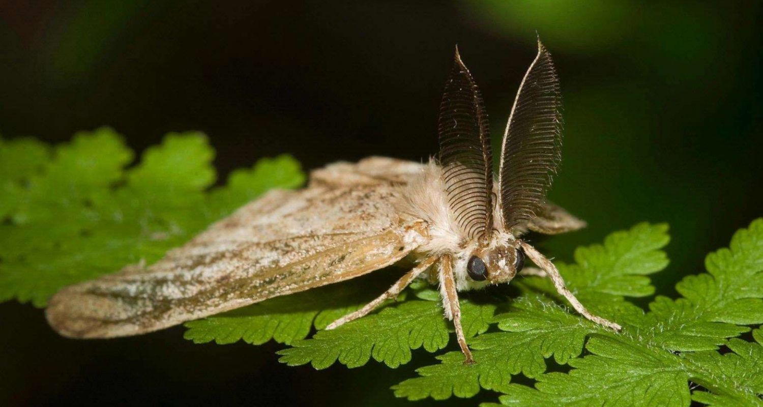 Aerial Spraying to Combat Spongy Moths in Pennsylvania Forests