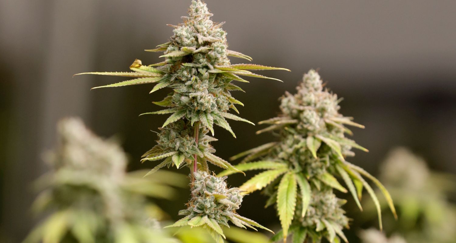 Ohio's Search for Legal Marijuana: The 420 Conundrum