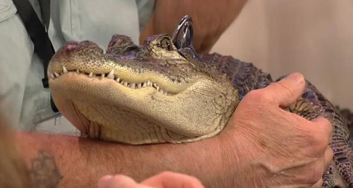 Pennsylvania Man's Emotional Support Alligator Missing in Georgia