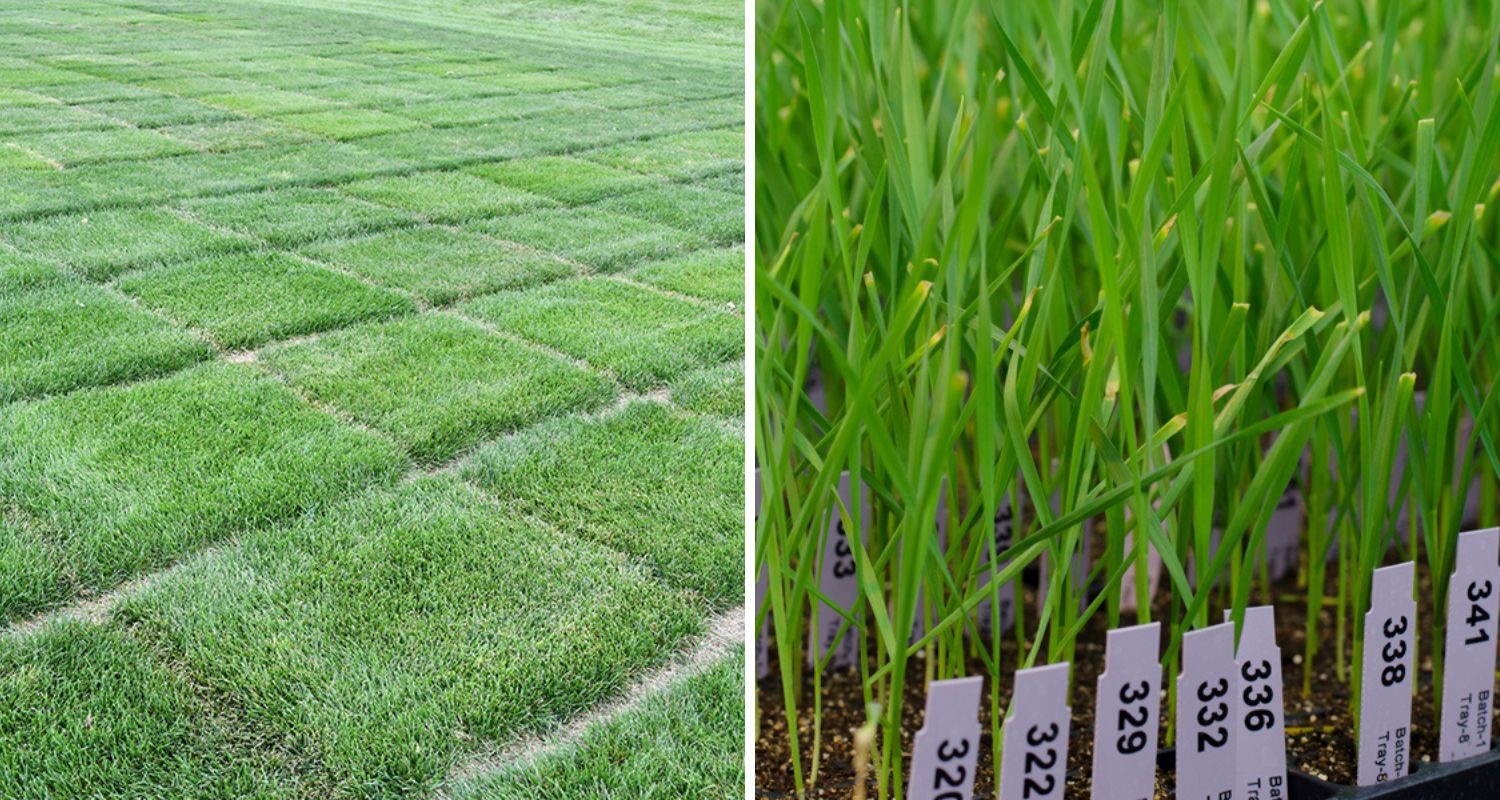 The Evolution of Turfgrass Science: Meeting Modern Challenges