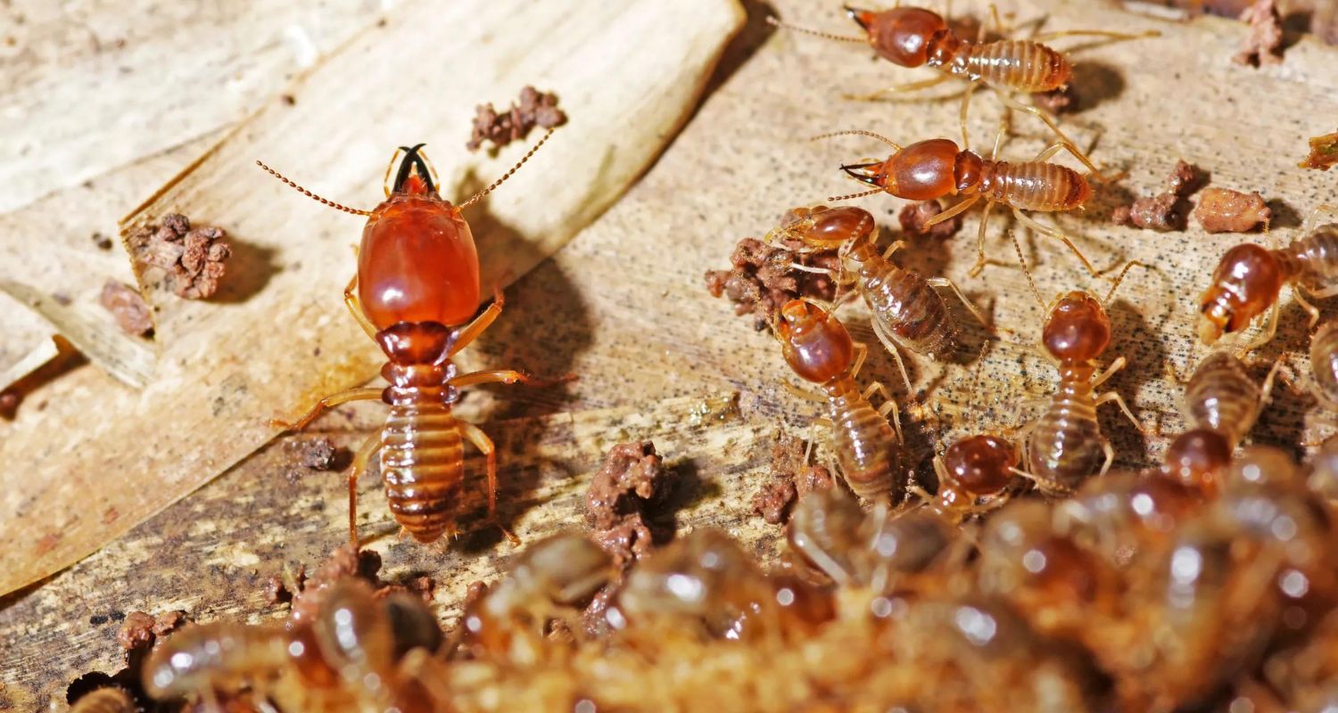 This Florida City Has Been Ranked as One of the Most Termite Infested Cities in the US
