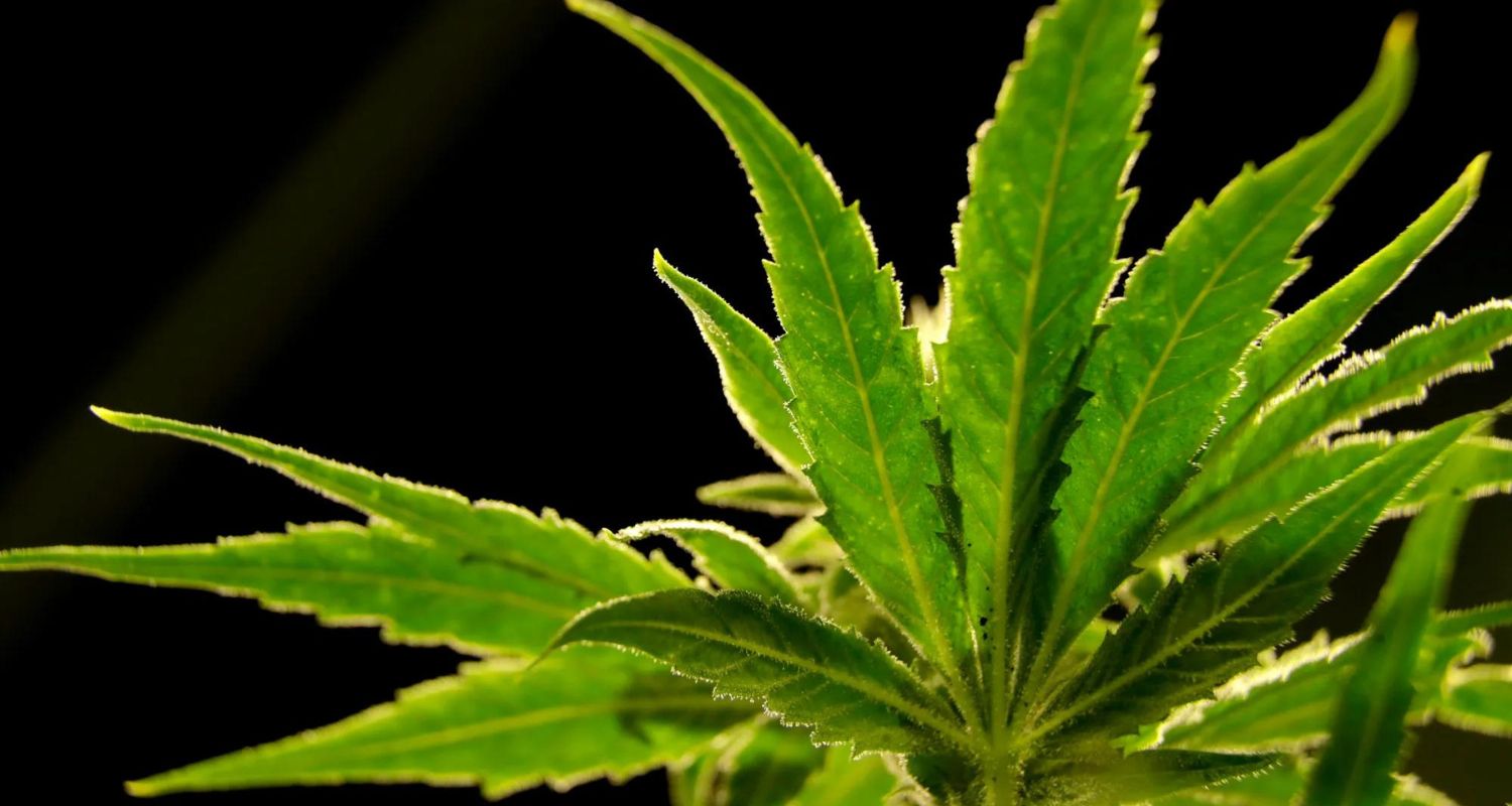DEA Administrator Declines Comment on Marijuana Rescheduling Proposal Amid Ongoing Process