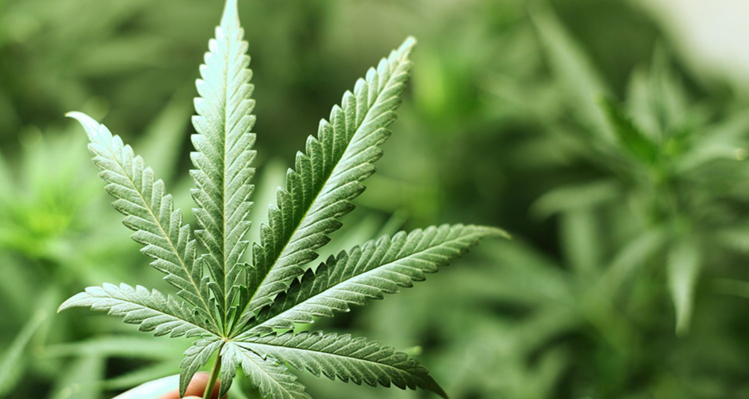 DEA Head Declines Comment on Marijuana Rescheduling Amid Ongoing Process