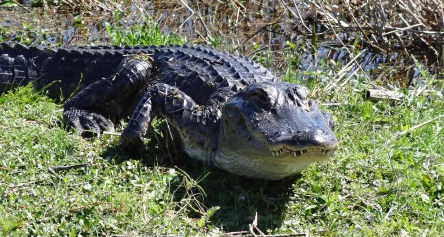 Florida Alligator Super Hunt Applications Open for Hunting Season