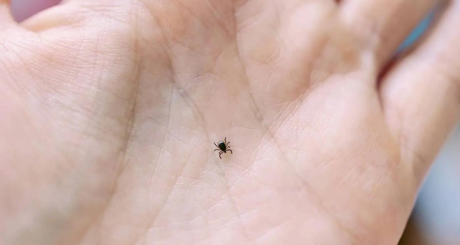 Where is Lyme Disease Most Prevalent in Pennsylvania? A New Online Tool Tracks Tick-Borne Illnesses
