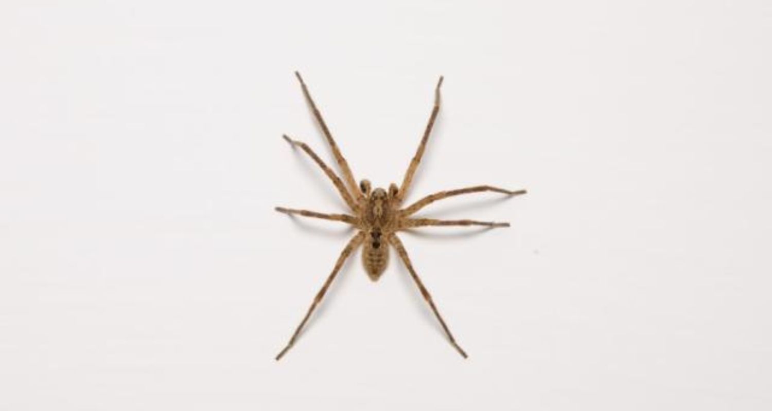 Ohio's Dangerous Spiders During Mating Season