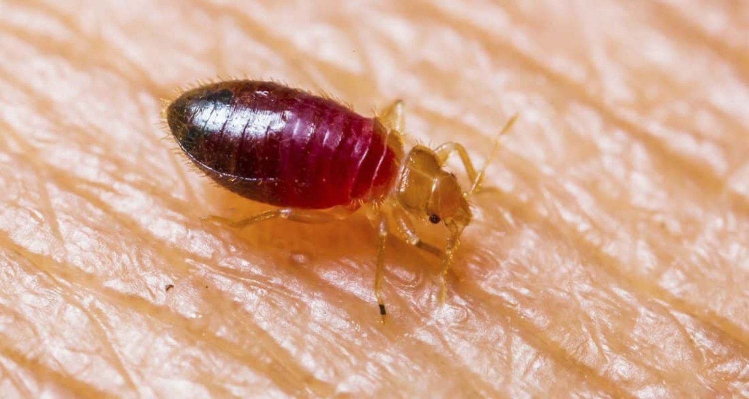 Bed Bugs in Massachusetts: Understanding the Impact on Urban Centers